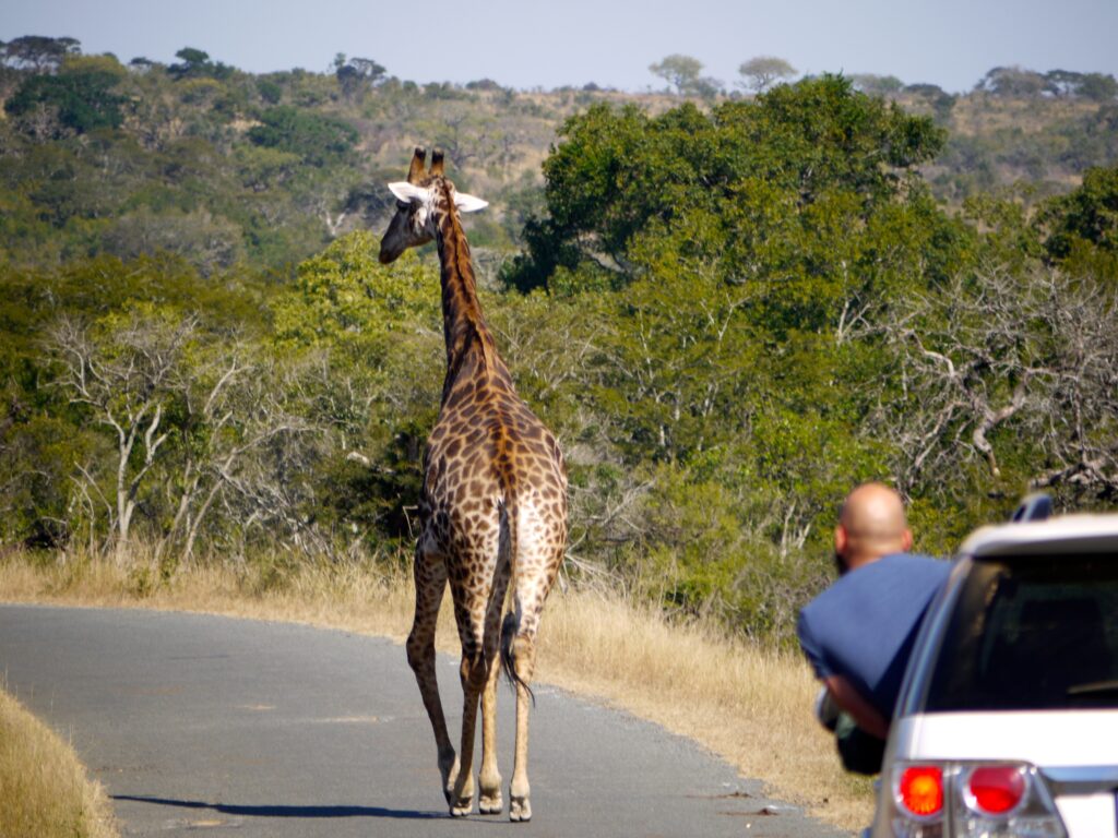 giraffe